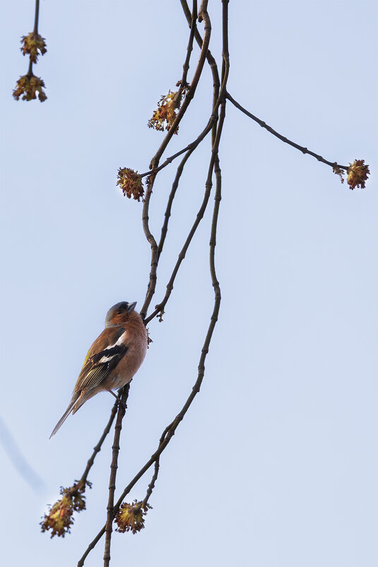 зяблик - Michel 