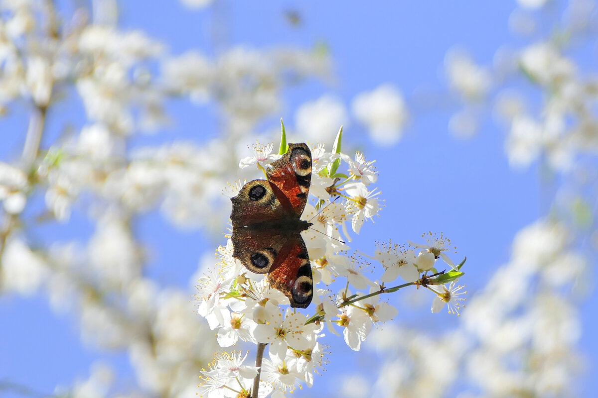 снятые сегодня бабочки 1 - Александр Прокудин снятые сегодня бабочки 1 - Александр Прокудин