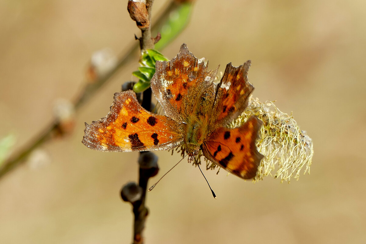 снятые сегодня бабочки 3 - Александр Прокудин