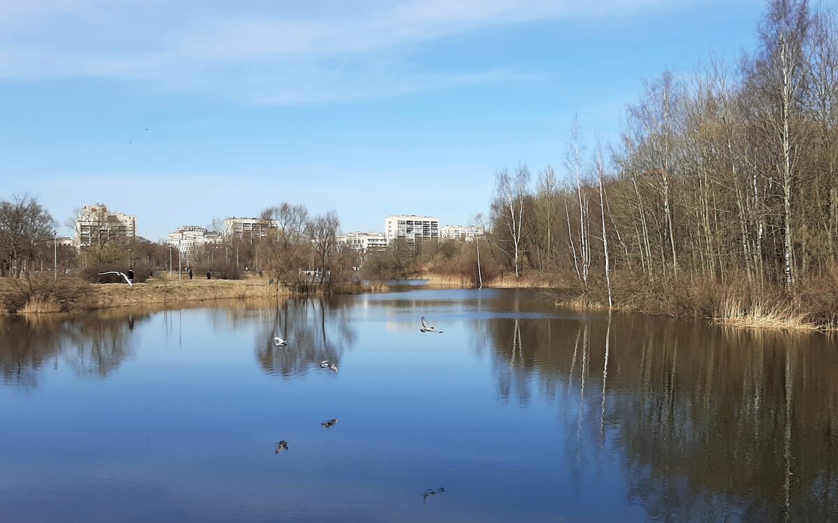 Среднерогатский пруд - Наталья Герасимова