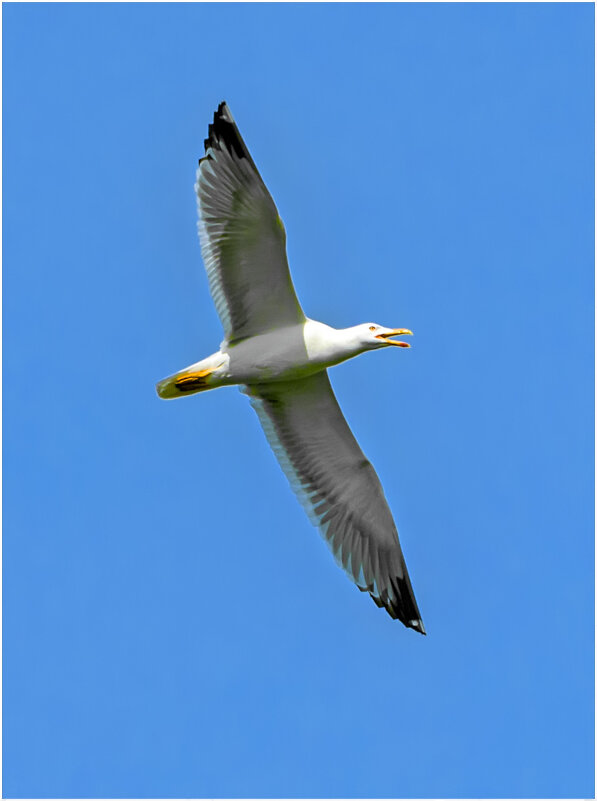 Весенний полёт - Валентин Котляров