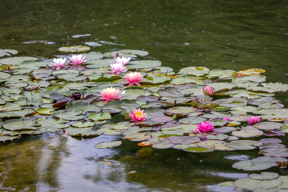 Парк Галицкого. Краснодар - Андрей Lyz
