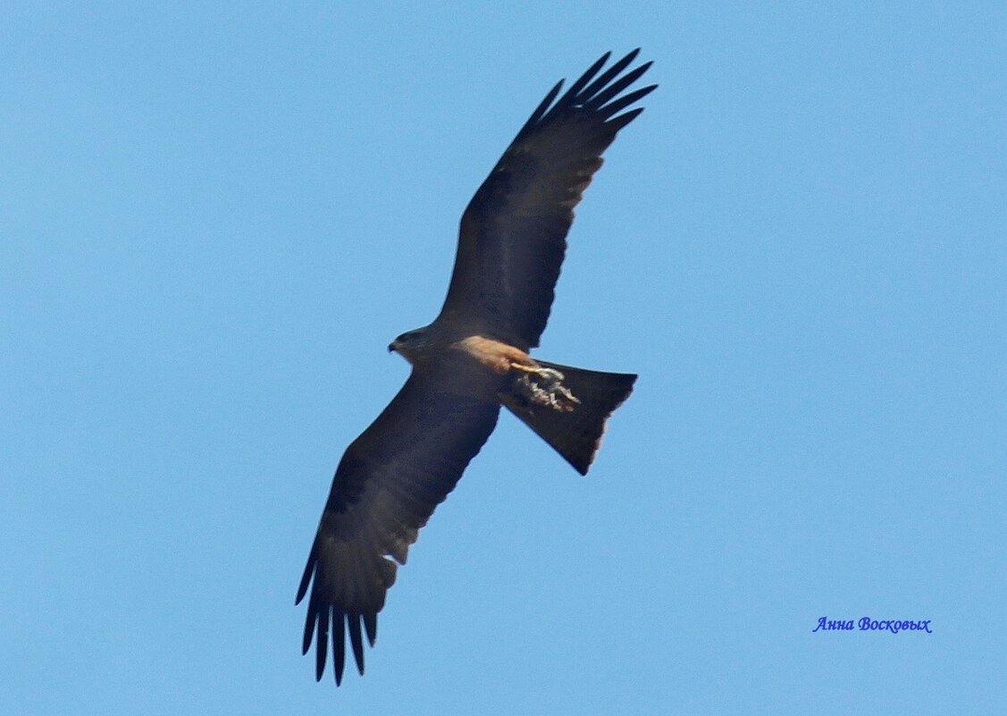 Чёрный коршун. - Восковых Анна Васильевна Чёрный коршун. - Восковых Анна Васильевна