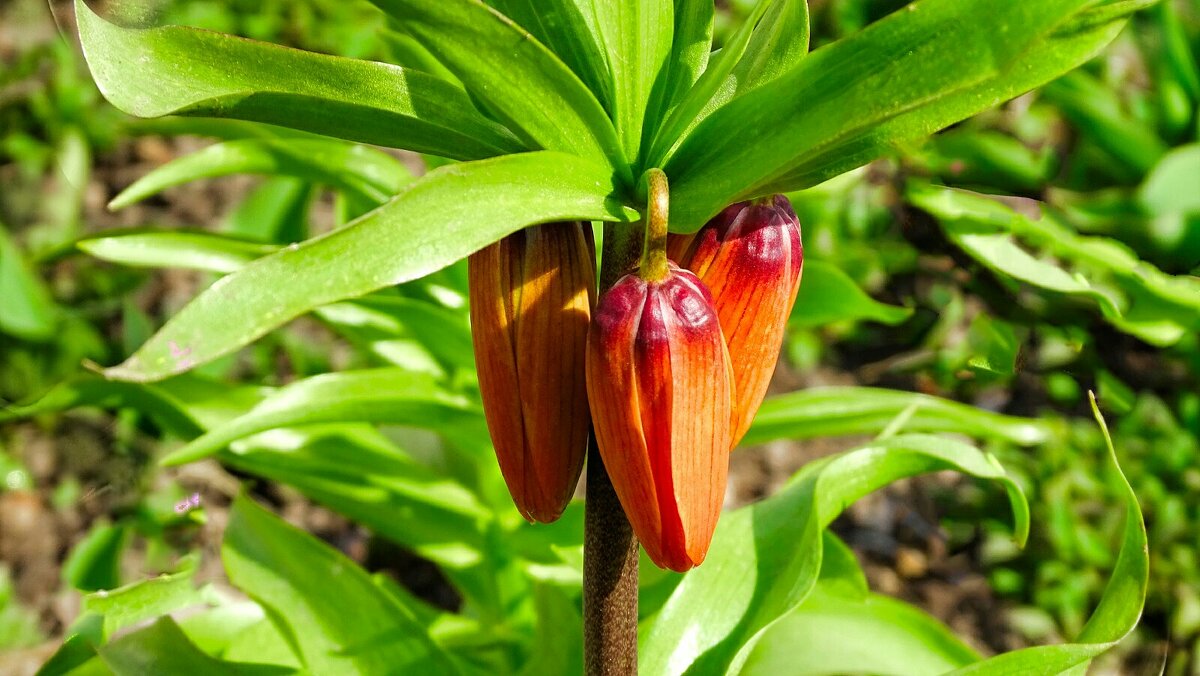 Ранний расцвет рябчиков. - Милешкин Владимир Алексеевич 