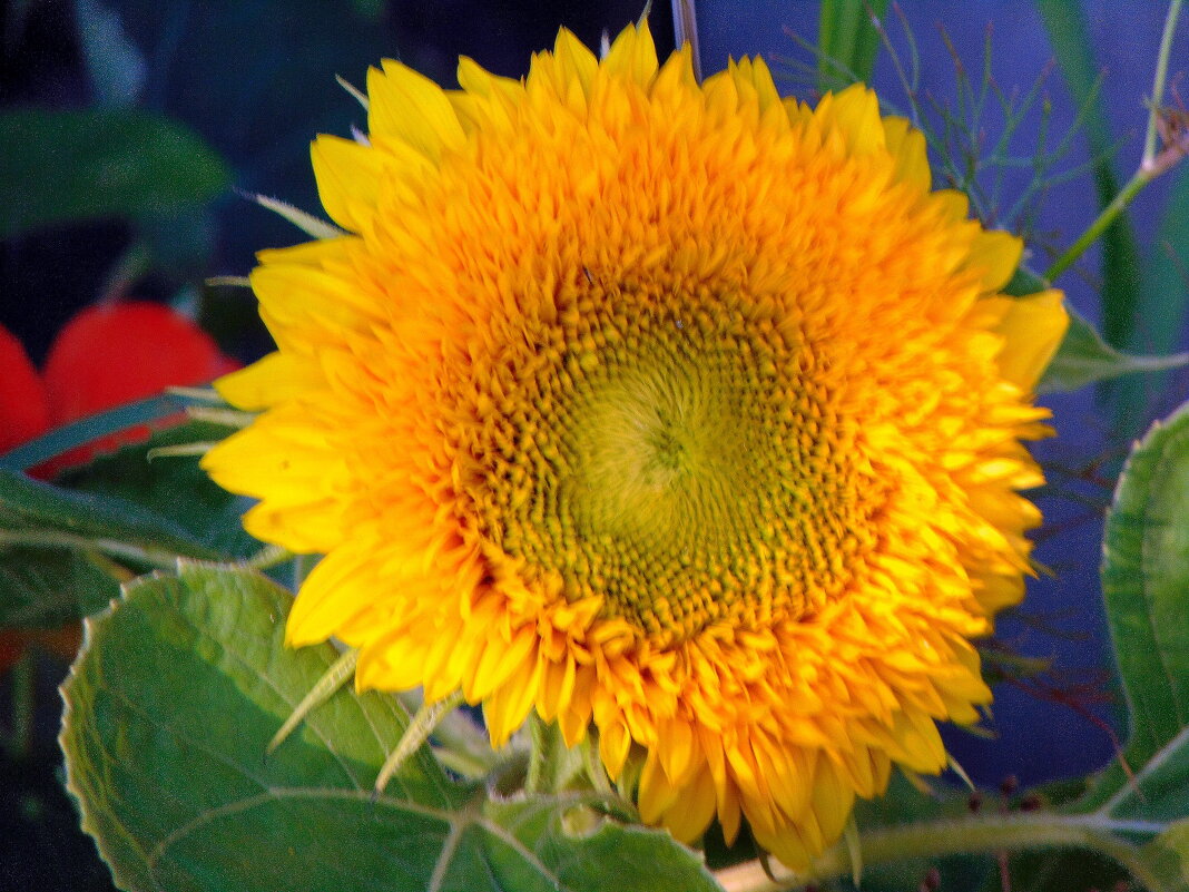 Подсолнух. - nadyasilyuk Вознюк