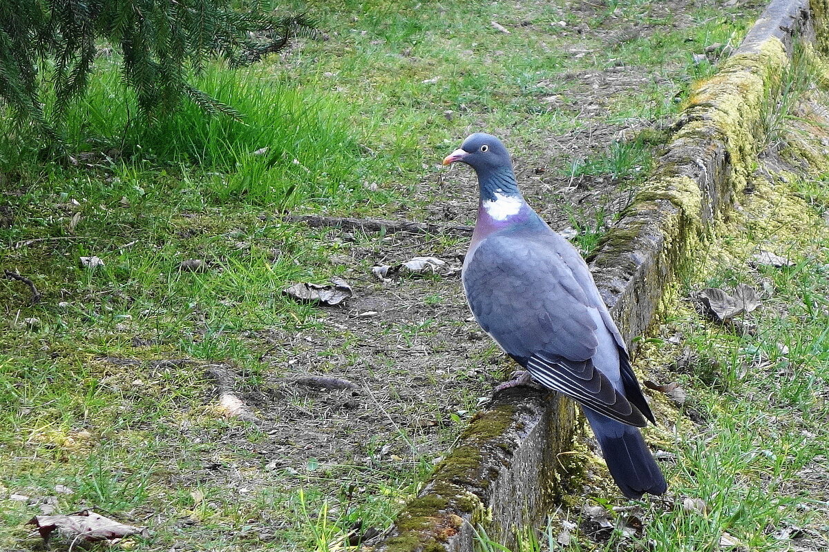 Вяхирь - Рита Симонова Вяхирь - Рита Симонова