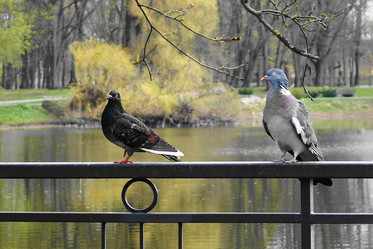 Голуби - Рита Симонова