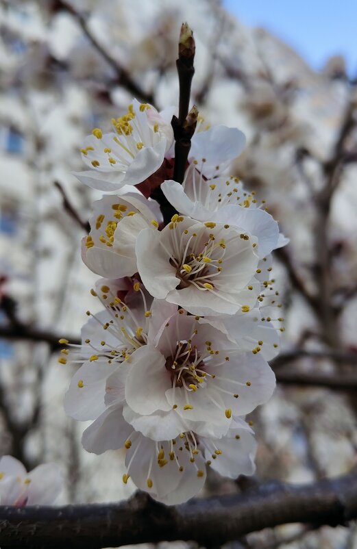Зацвело. - Александр Кондаков Зацвело. - Александр Кондаков