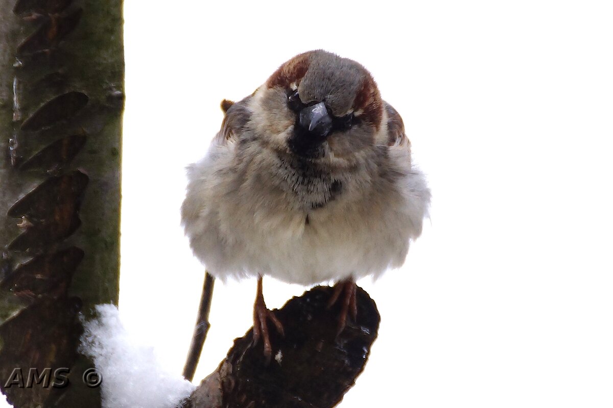 Дружок - kolyeretka 
