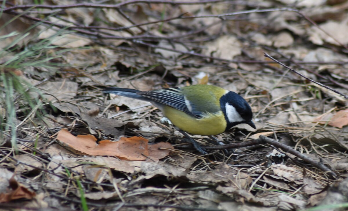 Синица - Сергей Владимирович Егоров Синица - Сергей Владимирович Егоров