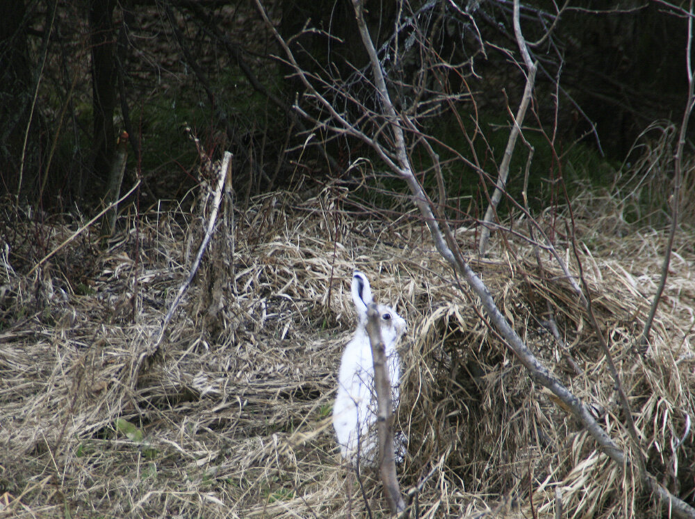 Как-бы спрятался... - Галина Ильясова Как-бы спрятался... - Галина Ильясова