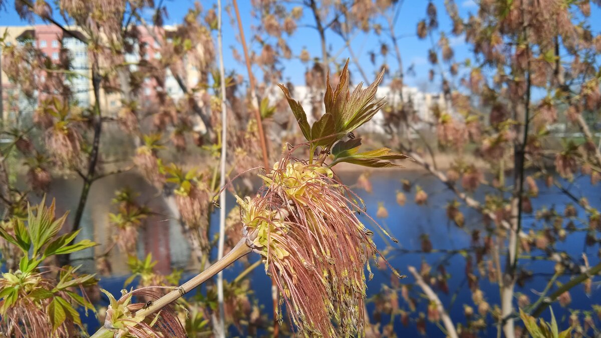 Ах, апрель ! - Елена Шаламова
