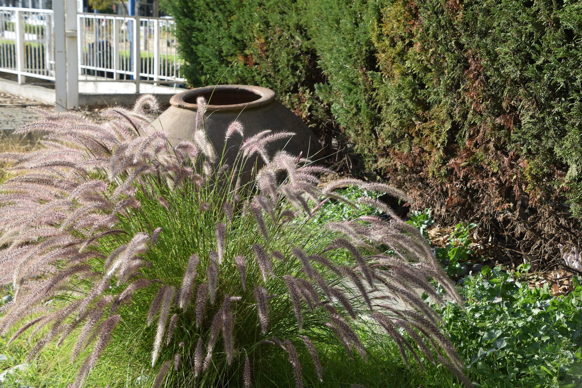 Колоски - Oleg4618 Шутченко