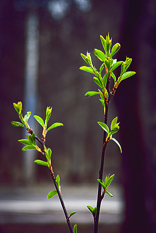 Веточки - Владимир Кроливец Веточки - Владимир Кроливец