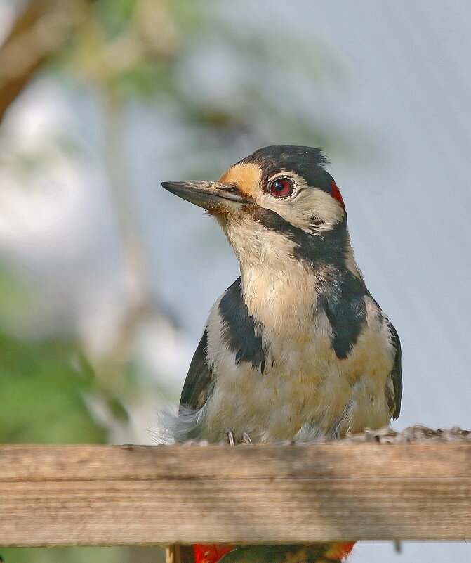 на кормушке - Andrey Bragin на кормушке - Andrey Bragin