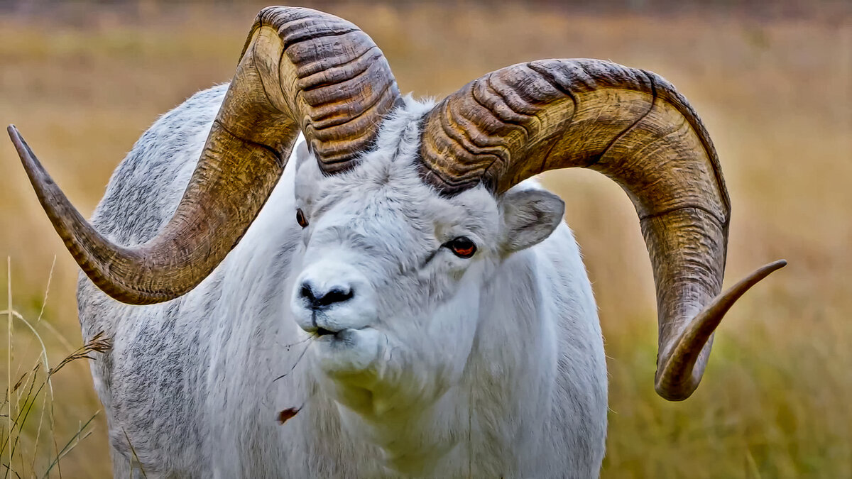 Баран Далла - Aleksey Afonin