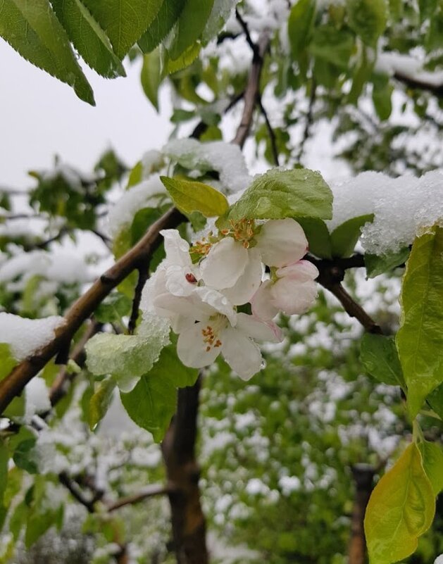 Причуды апреля - Tata Wolf Причуды апреля - Tata Wolf