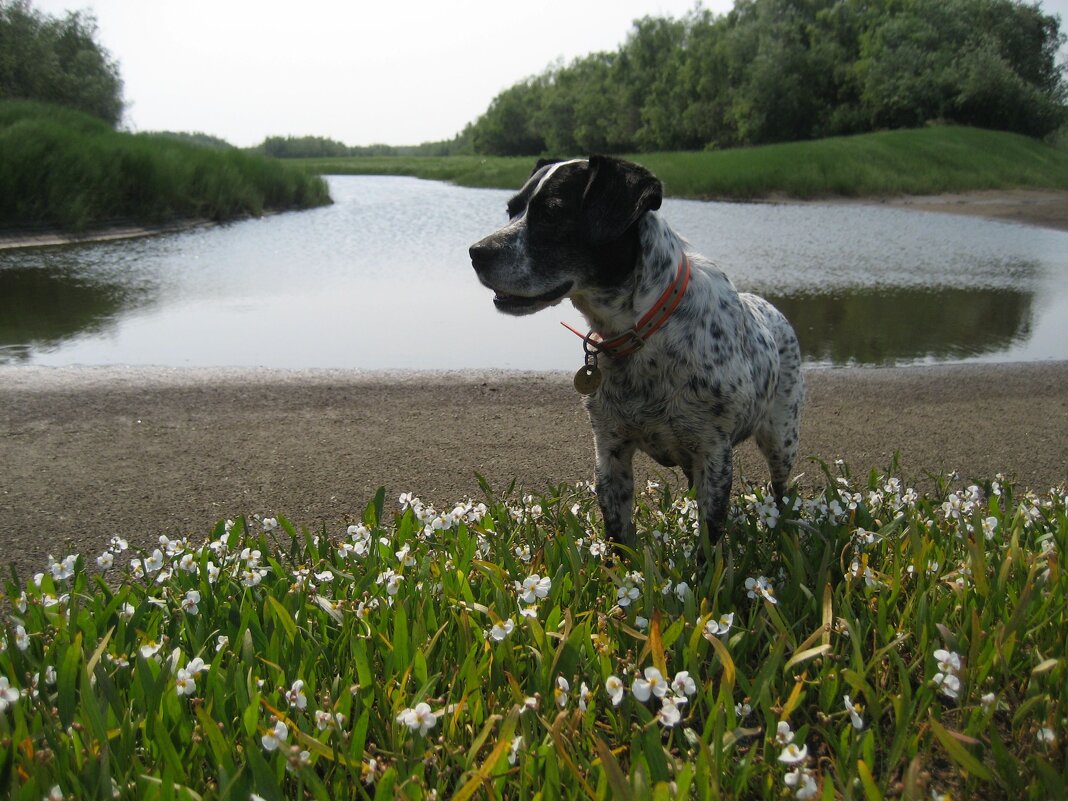 Лето - Anna Ivanova