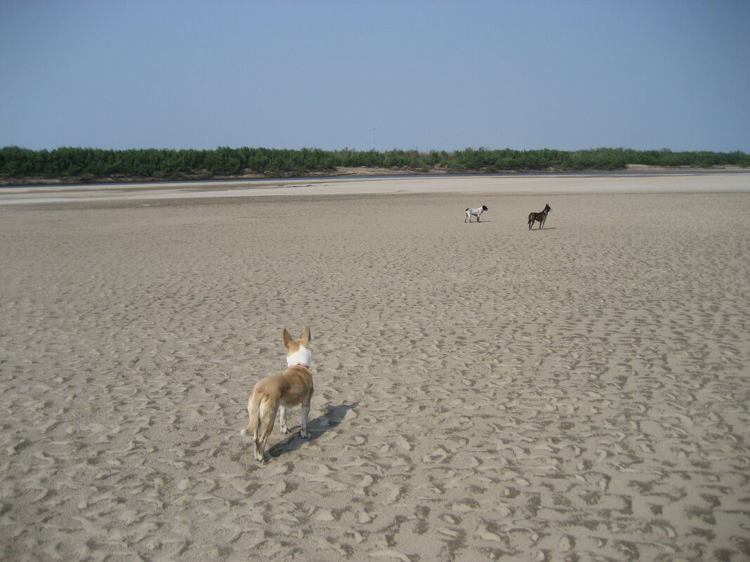 Прогулка - Anna Ivanova Прогулка - Anna Ivanova