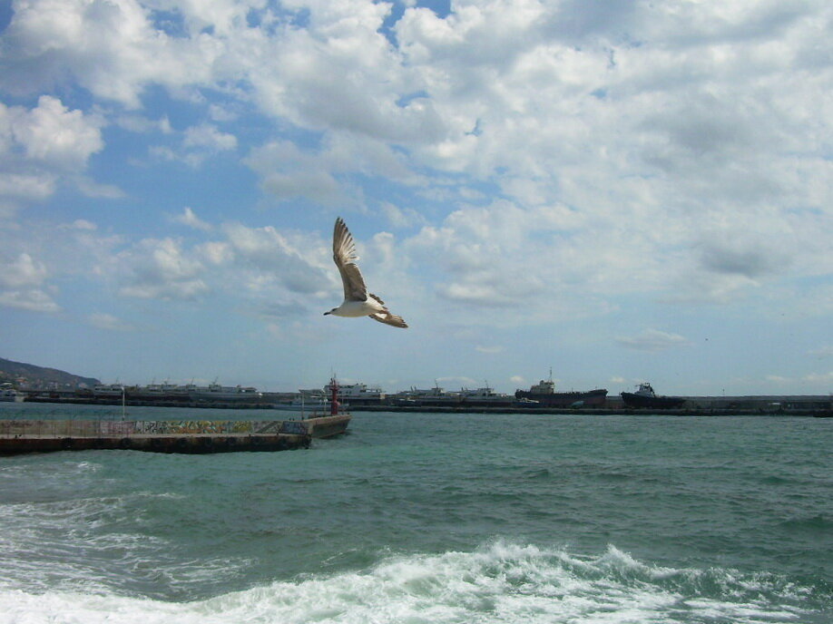 Ялта. Море. Чайка - Татьяна Р Ялта. Море. Чайка - Татьяна Р