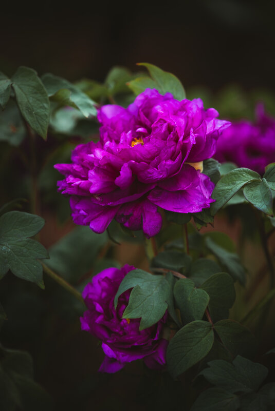 Сезон пионов - Дмитрий 