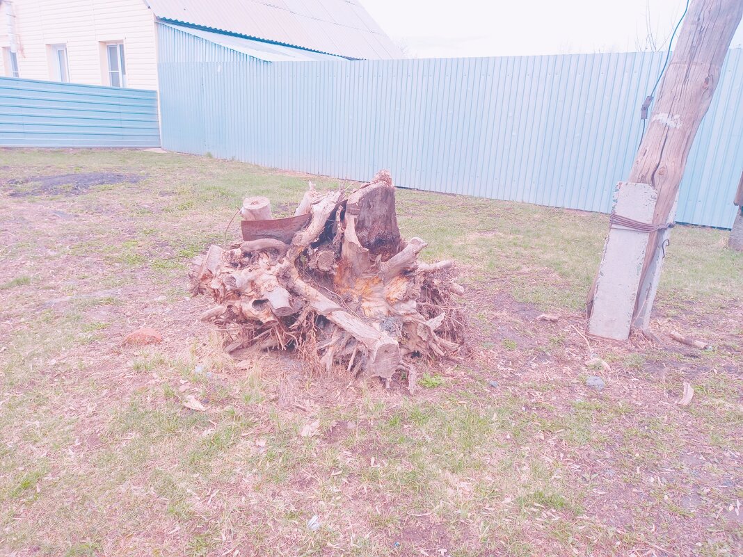 Странный пень. - Игорь Солдаткин