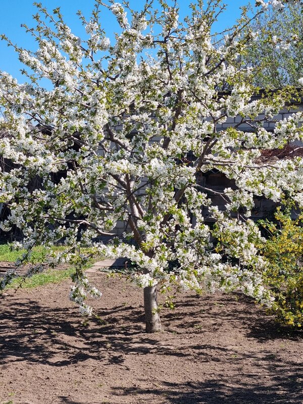 Молодая черешня - Наталья 