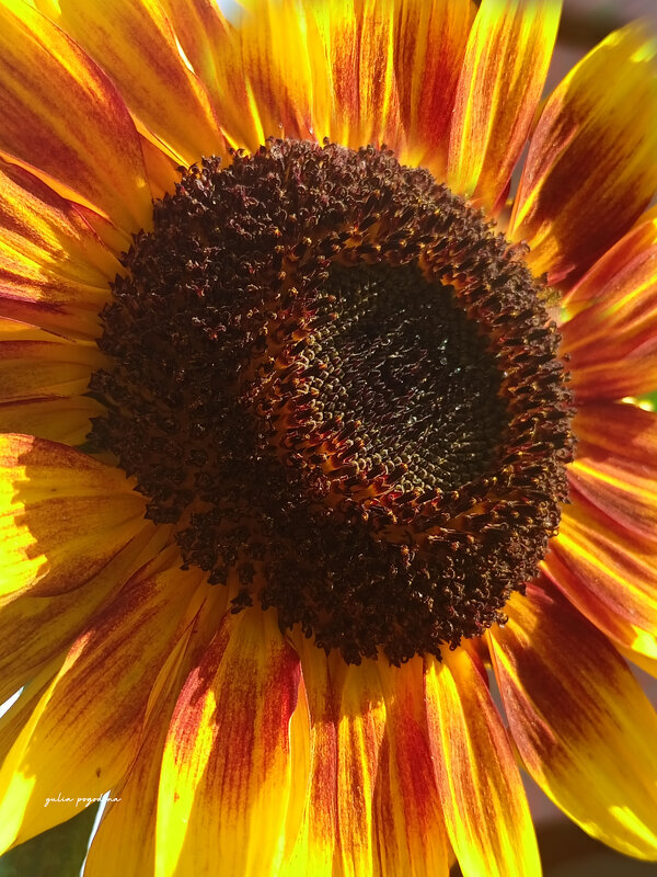 Лето не за горами - Юлия Погодина