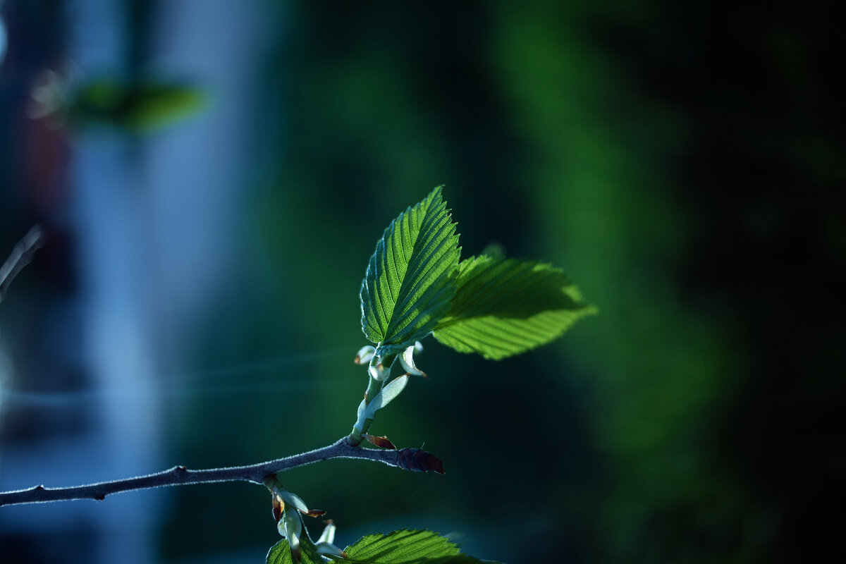 *** - Яна Горбунова