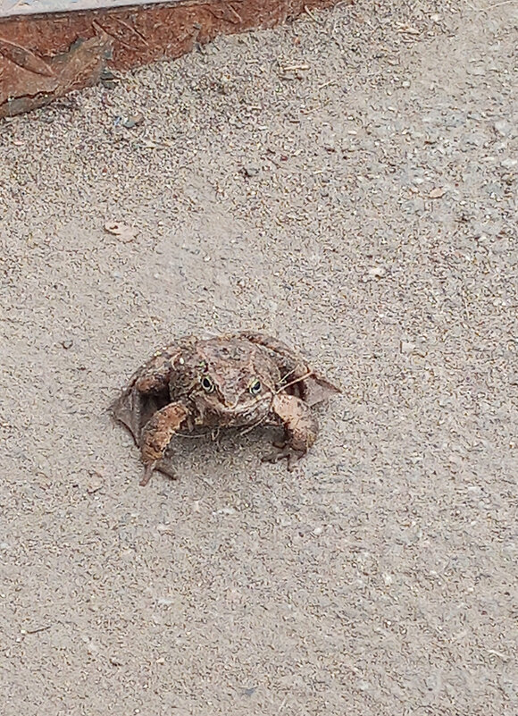 Принцесса - Ирина Соловьёва Принцесса - Ирина Соловьёва