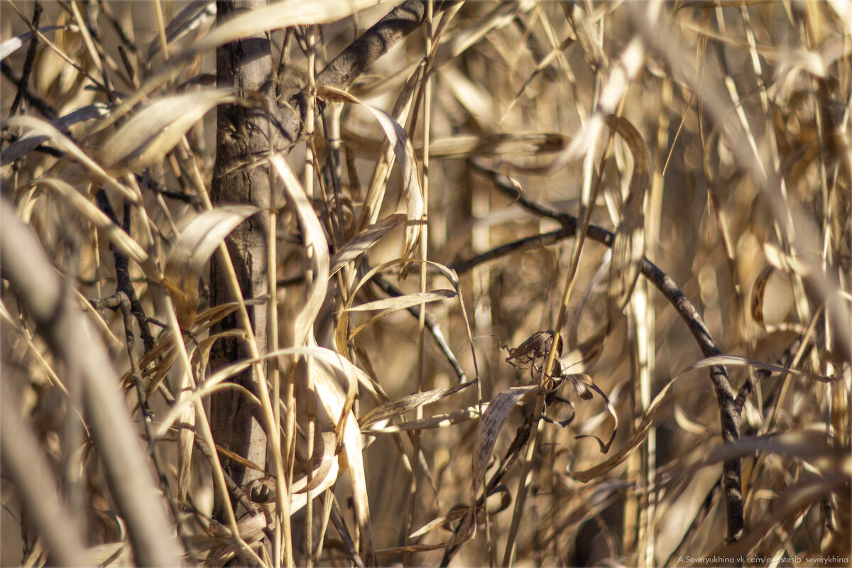 Эта трава мне нравится - Анастасия Северюхина Эта трава мне нравится - Анастасия Северюхина