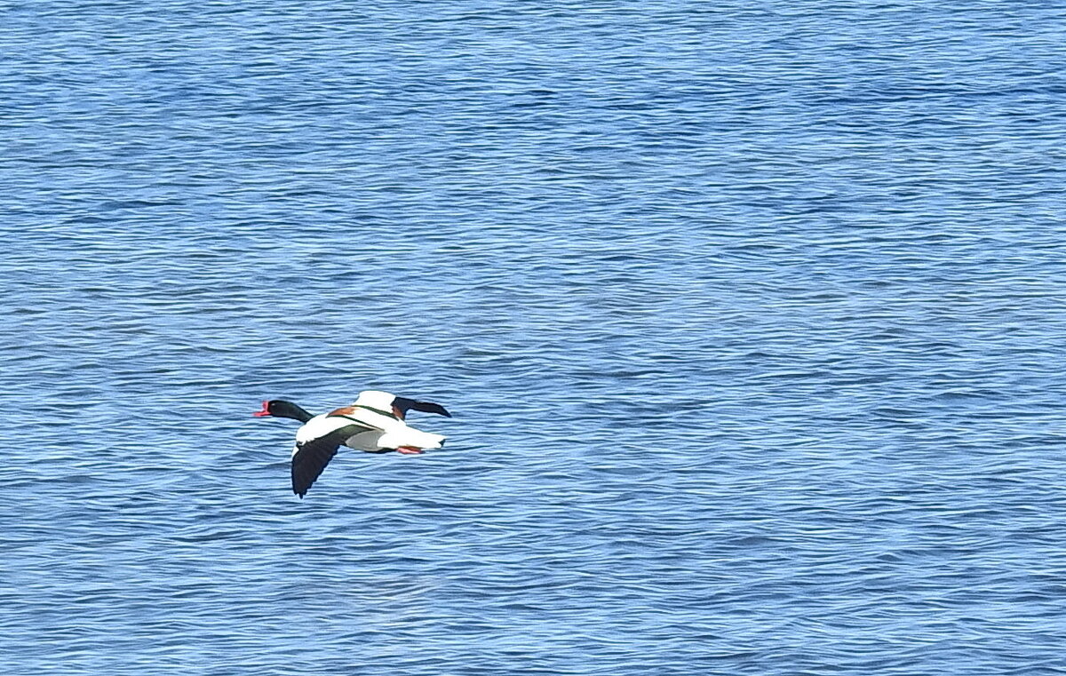весна - ИННА ПОРОХОВА