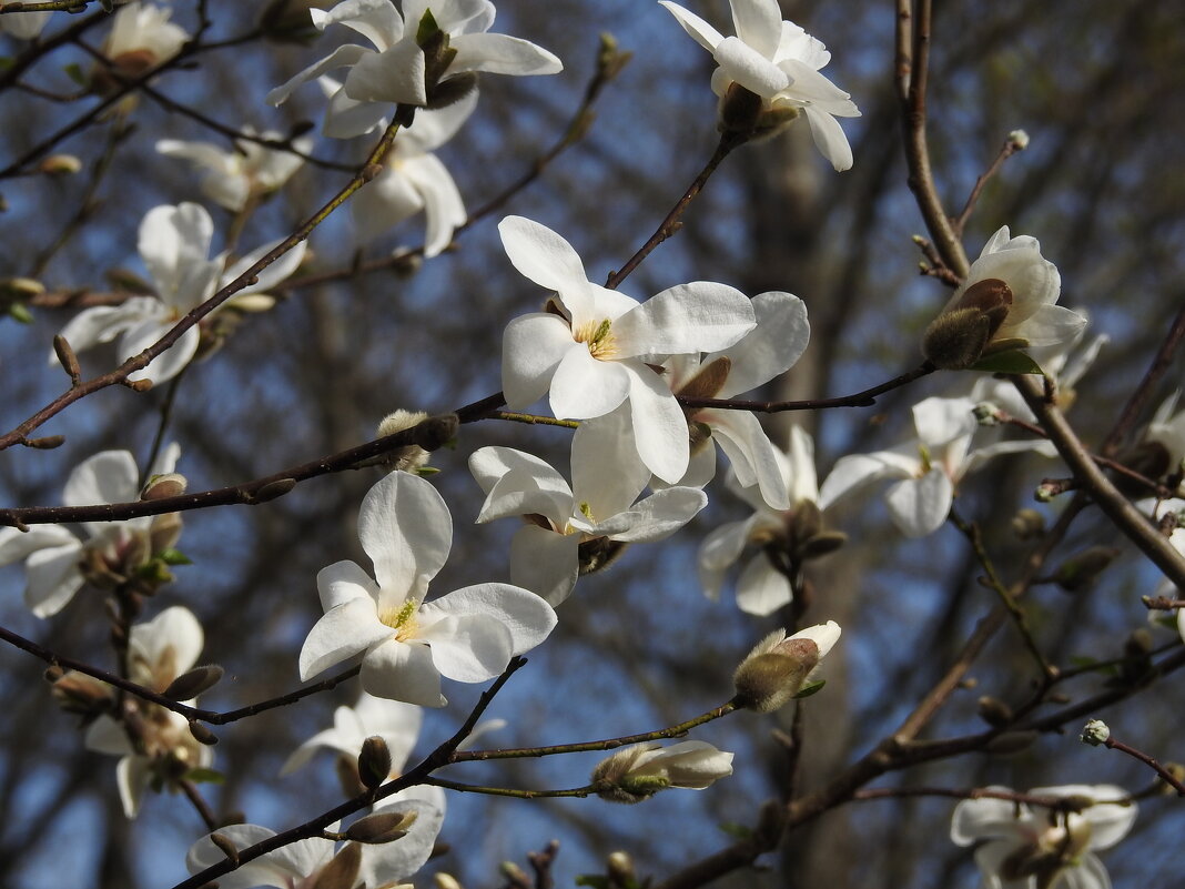 весна - ИННА ПОРОХОВА весна - ИННА ПОРОХОВА