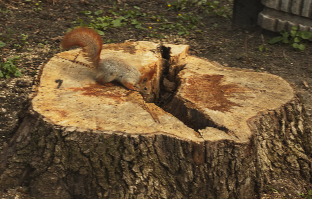 А что там? - Владимир Зырянов