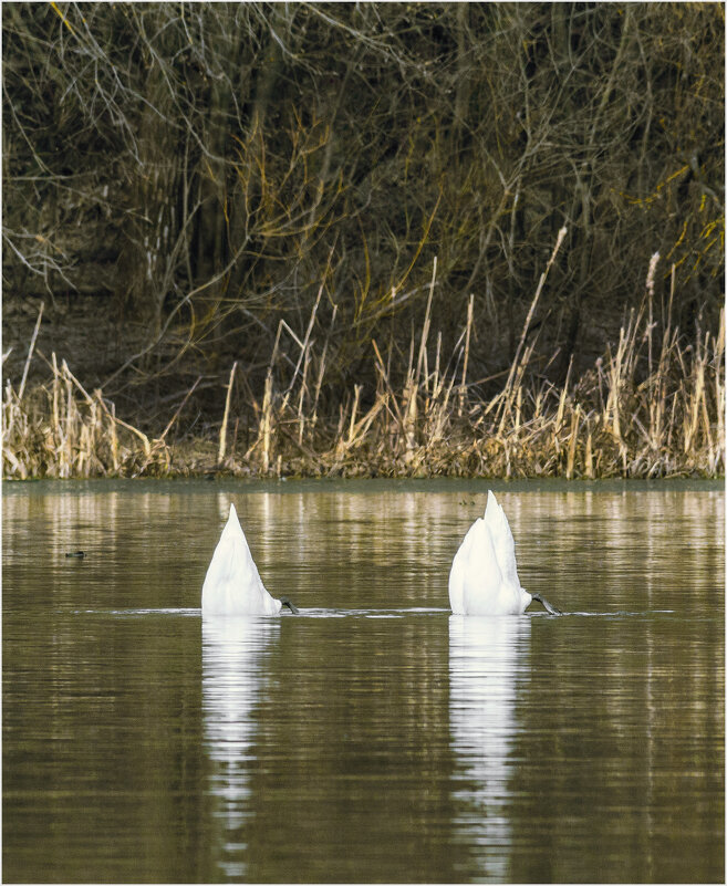 Синхронное плавание - Валентин Котляров Синхронное плавание - Валентин Котляров