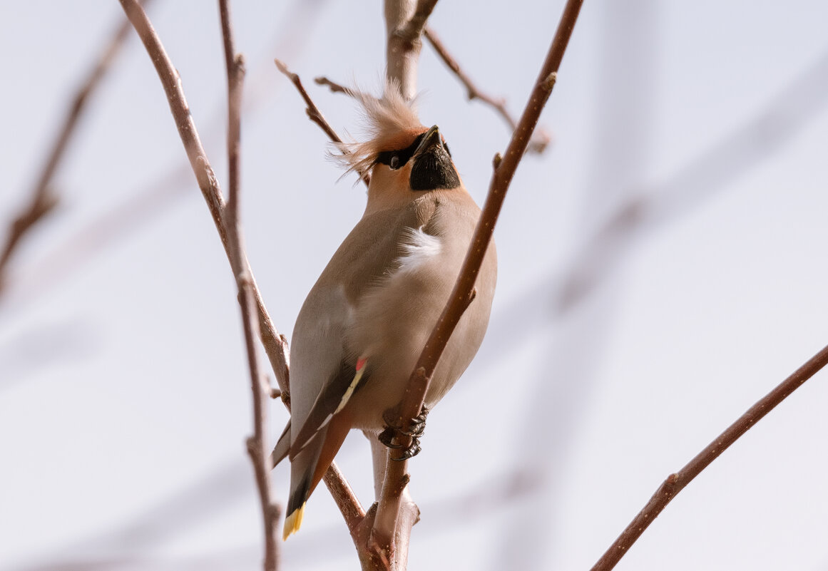 Зовите меня просто - Дональд! ) - Володька Завитушкин Зовите меня просто - Дональд! ) - Володька Завитушкин