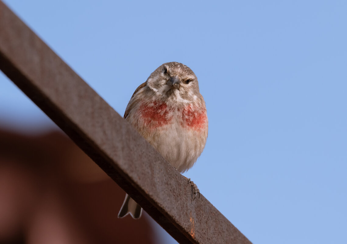 Коноплянка (?) - Володька Завитушкин Коноплянка (?) - Володька Завитушкин