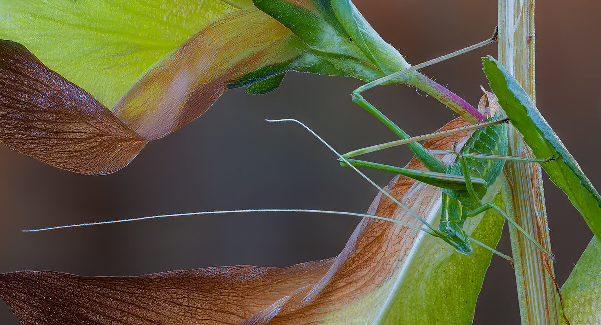 кузнечик - Александр Григорьев кузнечик - Александр Григорьев