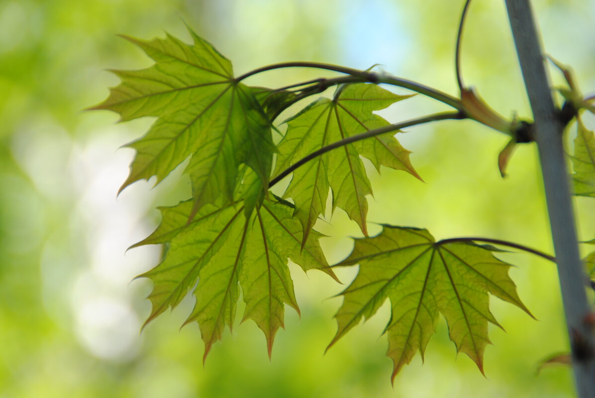 Ветка клёна - lyudmila Курлова