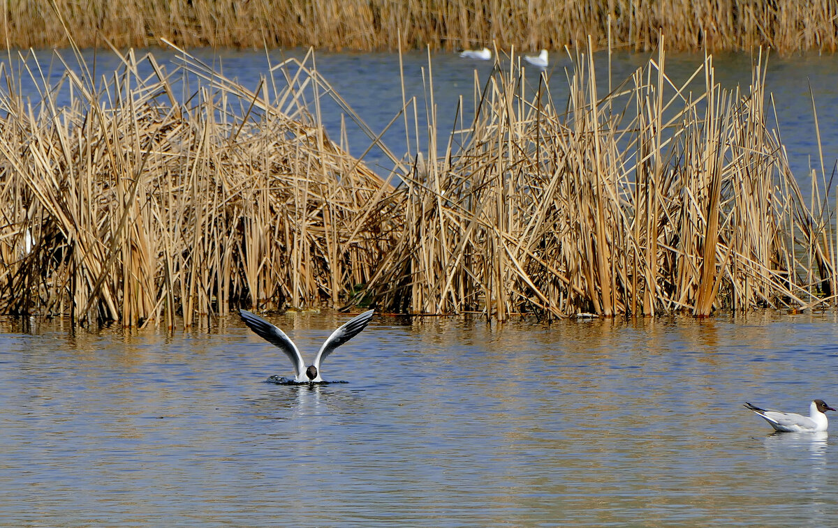 из снятого сегодня 1 - Александр Прокудин из снятого сегодня 1 - Александр Прокудин