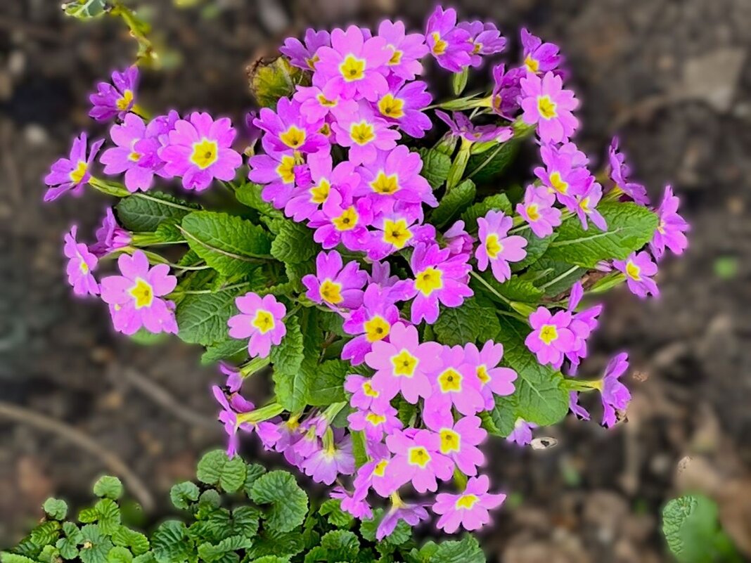 И снова радость первоцветов! - Olga Oskolkova