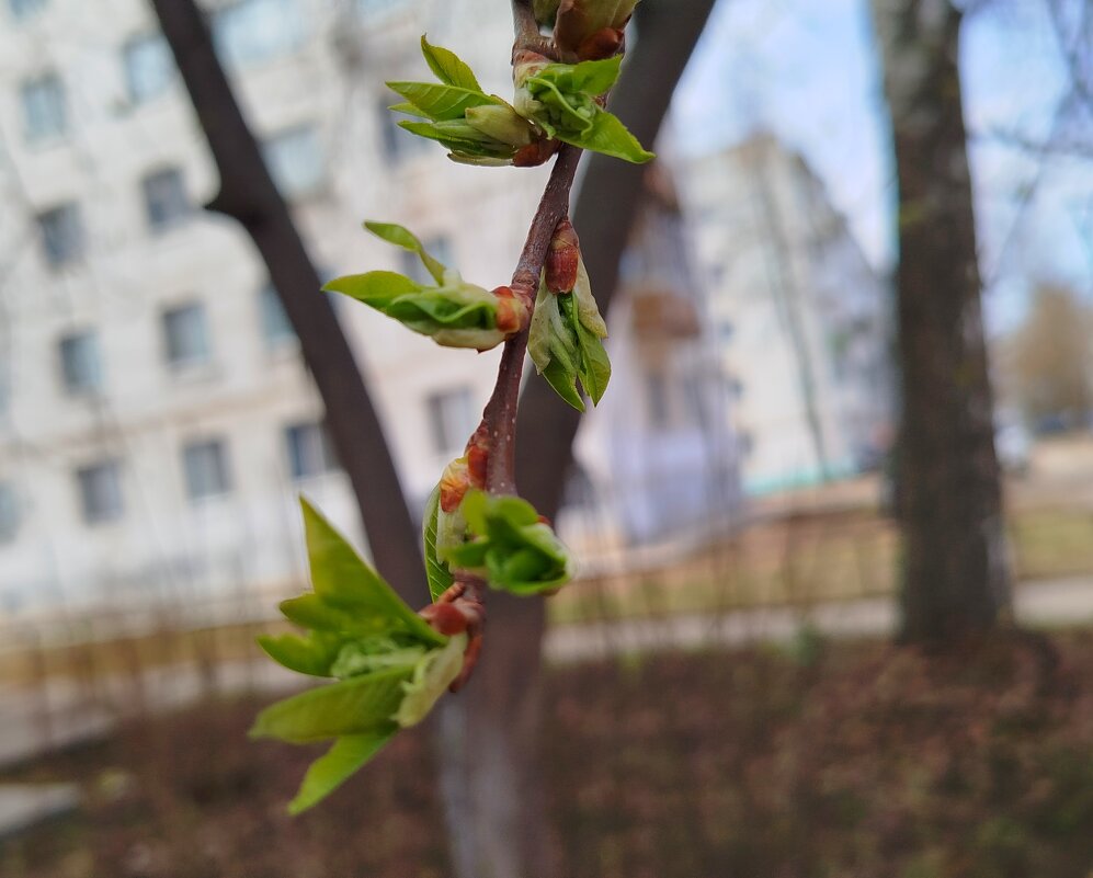 Веточка черемухи - светлана льдокова Веточка черемухи - светлана льдокова