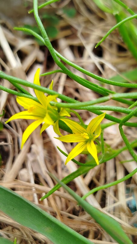 Гусиный лук - светлана льдокова Гусиный лук - светлана льдокова