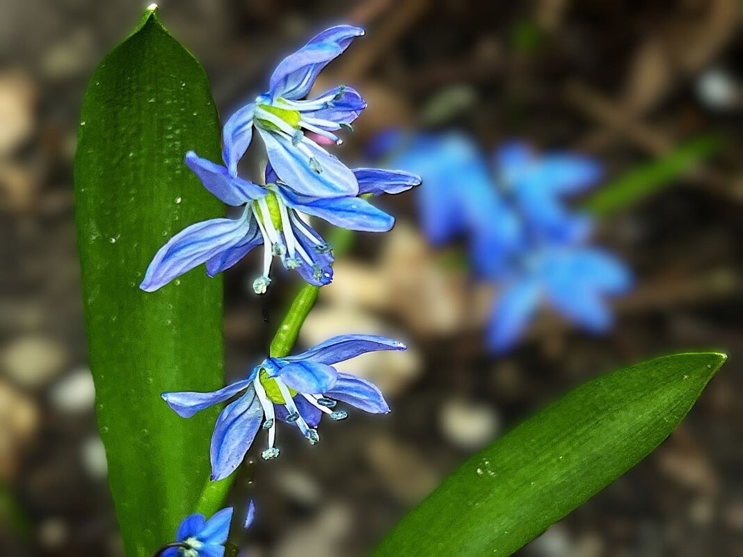 *** м а к р о *** - Olga Oskolkova