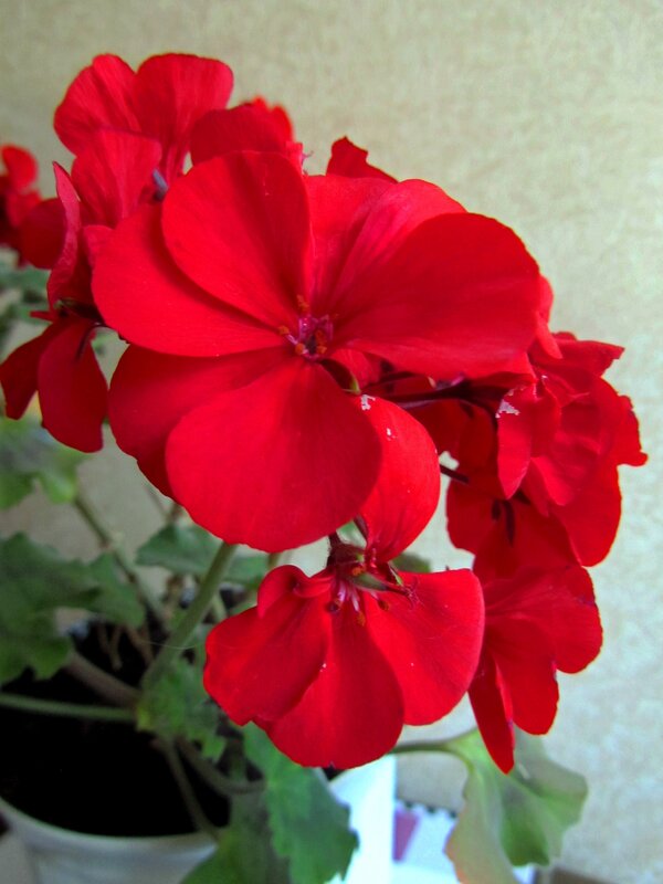 Герань - Сергей Карачин Герань - Сергей Карачин