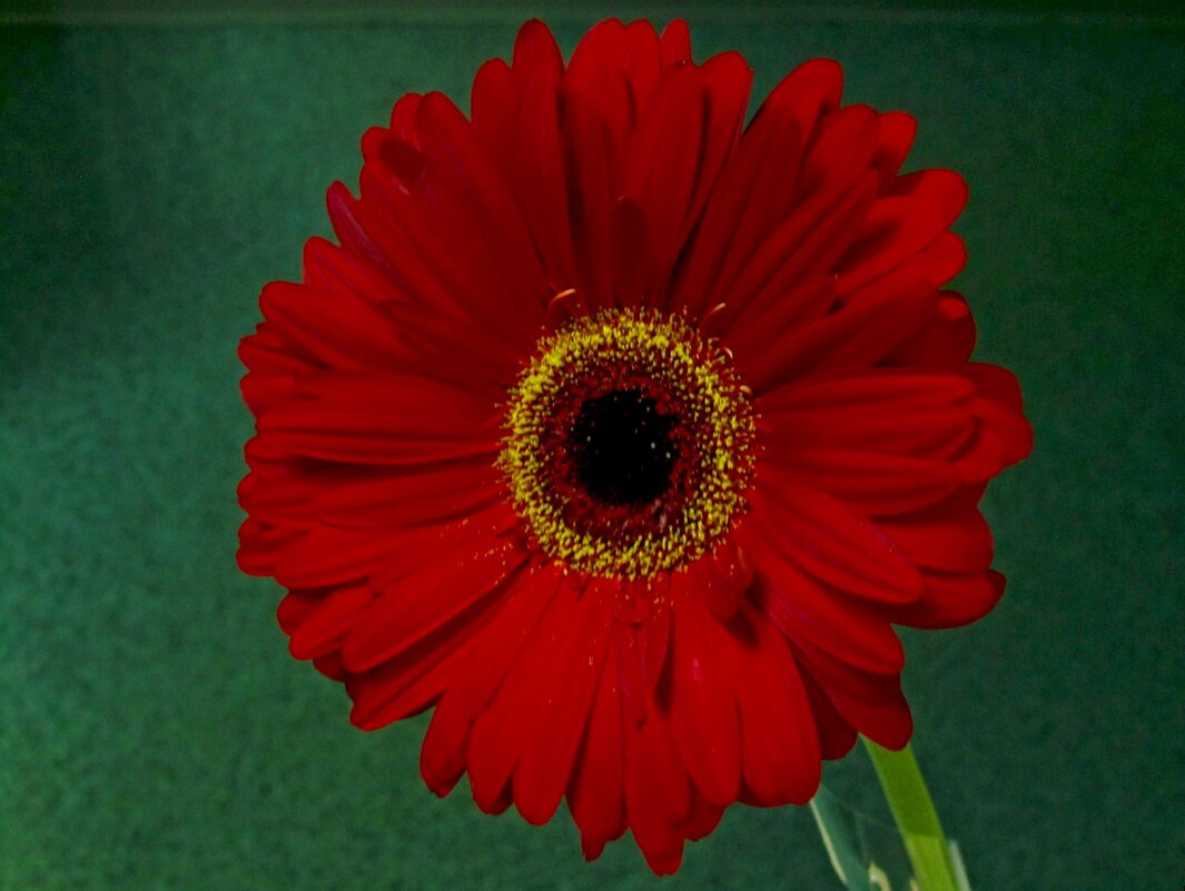 Гербера - Сергей Карачин