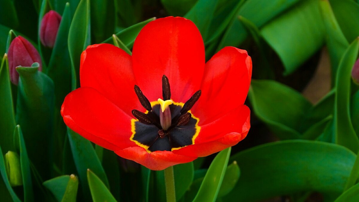 Городские цветы - Милешкин Владимир Алексеевич Городские цветы - Милешкин Владимир Алексеевич