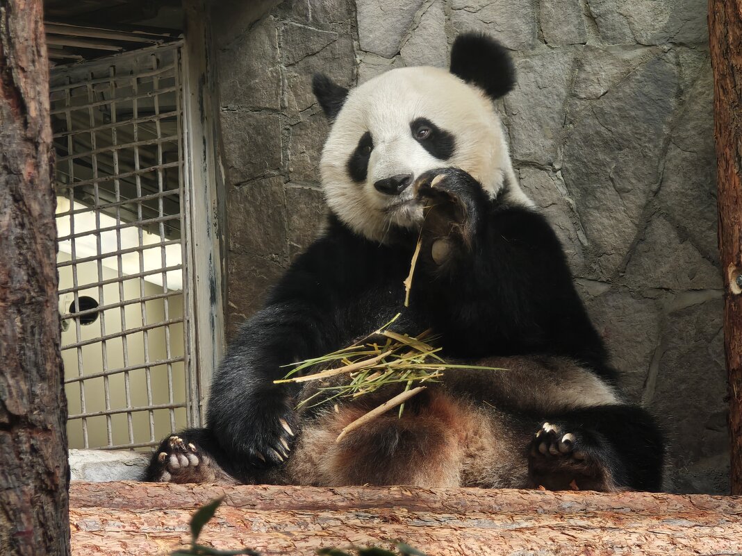 Панда Катюша - <<< Наташа >>> Панда Катюша - <<< Наташа >>>