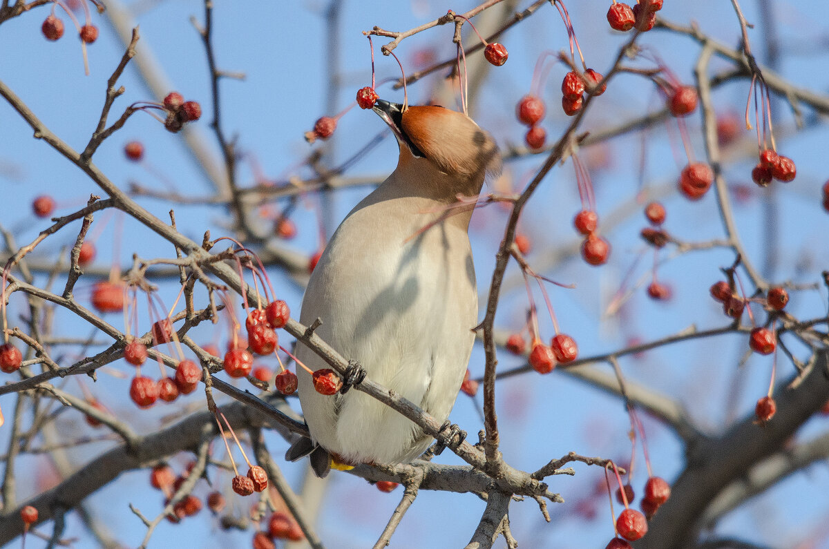 Свиристель. - Виктор Иванович Чернюк Свиристель. - Виктор Иванович Чернюк