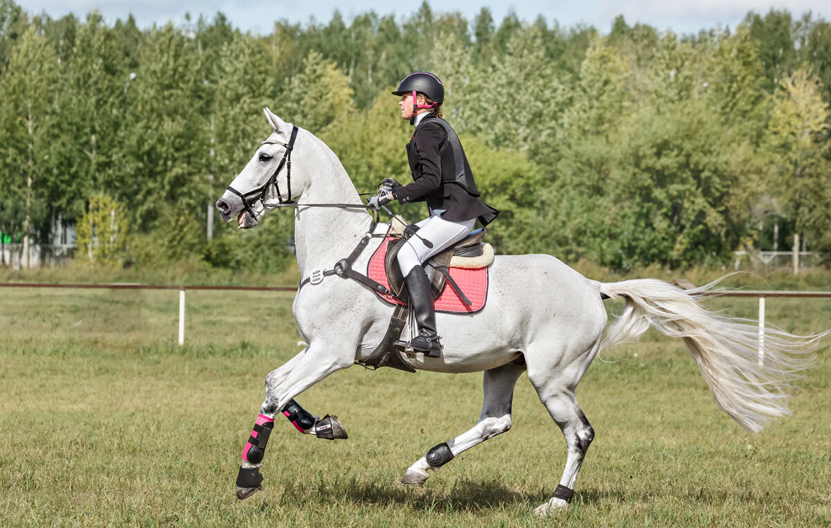 Конкур - SanSan 